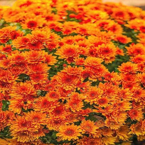 Nuovi semi freschi di crisantemo arancione da 100 pezzi