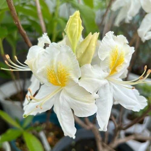 semillas de rododendro de jardín, interior, raras de azalea de balcón resistentes, 60pcs