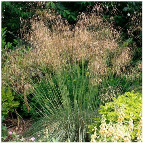 Stauden Gänge 1 x Stipa gigantea Riesen Federgras winterhart | Hohes Ziergras für Sonne, Blüte Juni bis August, mehrjährig, 1 L Topf (11x11 cm)