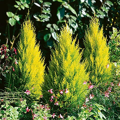 Cupressus Wilma Goldcrest in a 9cm Pot - Golden Conifer 30-35cm in Height Ready to Plant