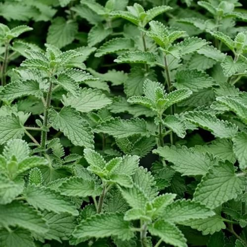 katzenminzesamen kaufen, indoor garten winterharte stauden 100pcs