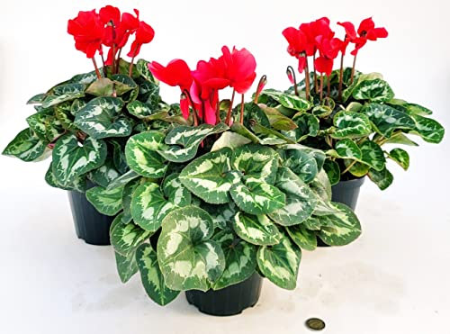 POWERS TO FLOWERS - CICLAMINO A FIORE GRANDE ROSSO, CICLAMINO DA BALCONE, 3 PIANTE, VASO 14CM Diametro, piante vere