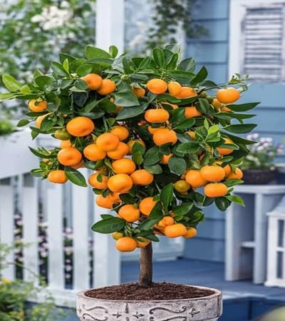 30 graines de Calamondin