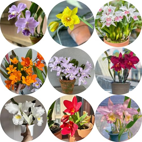 semillas de orquídeas puppy, orquídeas de primavera, silvestres Cattleya resistentes para el jardín perenne resistente que cubre el suelo 125pcs