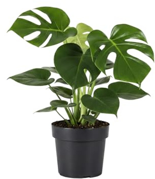 Monstera Deliciosa Planta Monstera Maceta 17 cm Altura 55 cm - DECOALIVE - Verde Decorativo Natural