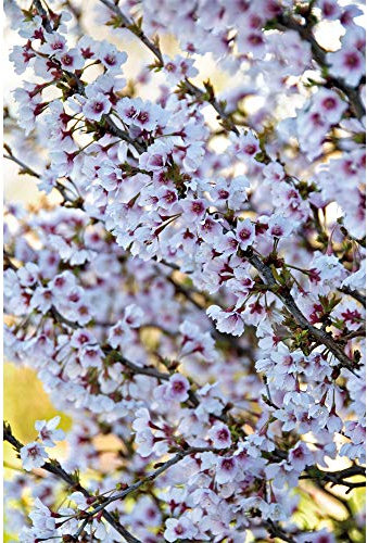 Thompson & Morgan Potted Hardy Ornamental Cherry Tree Shrubs, Ideal for Small Gardens & Borders, Spring Flowering Blossom, Autumn Foliage Colour, 1 x Prunus (Cherry) Kojo-no-mai Plants in a 9cm Pot