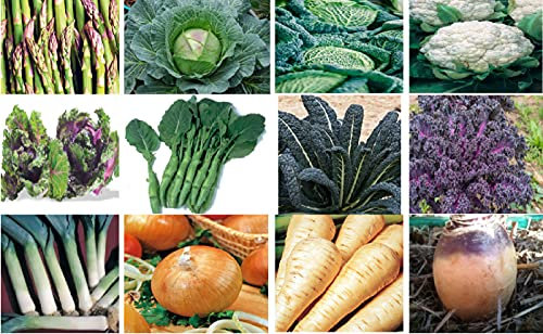 Viridis Hortus - 12 Pack Winter Vegetable Seed Collection - Cabbage Savoy, Kalettes, Cauliflower, Onion, Leek, Parsnip, Kale, Swede...