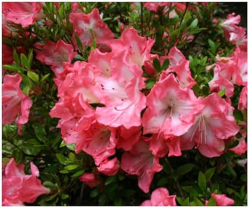 GrowOn Shrubs [2 Litre] Dwarf Japanese Azalea Japonica 'Frosted Orange' | Evergreen Shrub | Outdoor Garden Ready Plant | Spring and Summer Flowering | Bio-Coloured, Orange, White Flowers