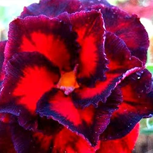 Petite a forma di foglia, rizomi di rosa del deserto, un vero e proprio colpo d'occhio, rizomi Desert Rose, perfetta idea regalo, multicolore ad alta resa