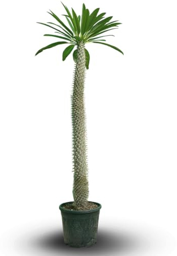 Attitude Jardin - Pachypodium lamerei - palmier de madagascar - 150-170 cm - ⌀ 30 cm - cactus et plantes grasses