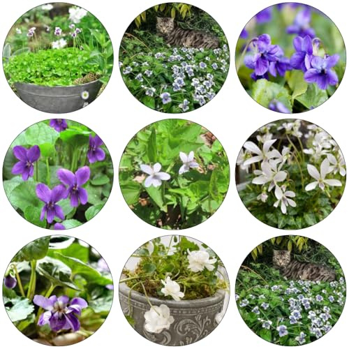 violetta dolce - violette dolci - semi di primavera decorazioni selvatiche giardino per esterni giardino tagliati balcone semi interni 500pcs