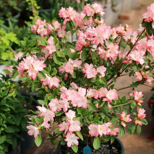 Semi di azalea - Rododendro raro giardino roccioso rampicanti resistenti in vaso per l'arredamento dell'ufficio recisi tappezzanti 100pcs