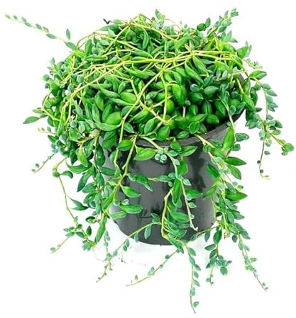 Planta Crasa Senecio Herreianus Alta Gama Cadena de Gotas Suculenta Rosario