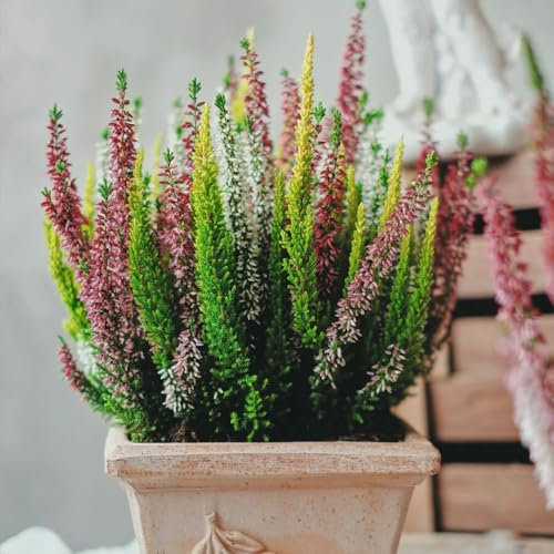 heidekraut winterhart samen - wohnzimmer deko nachhaltige geschenke für frauen gartendeko für draußen blumendeko dekoration wohnzimmer balkon deko blumendeko deko pflanze 250pcs