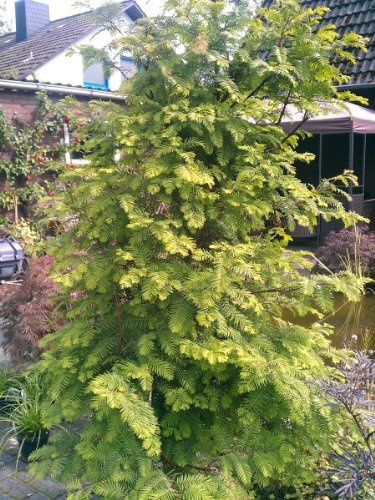 Urwelt Mammutbaum Metasequoia glyptostroboides 60-80 cm hoch 3 L Topf | Winterhart, schnellwachsend & anpassungsfähig – dekorativ und sommergrün, ideal als Solitär im Garten