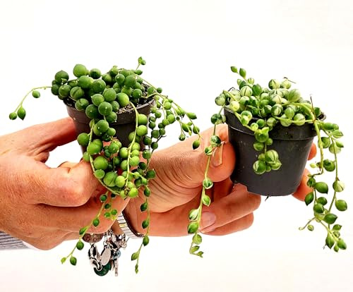 POWERS TO FLOWERS - SENECIO ROWLEYANUS VARIEGATO e VERDE, 2 PIANTE, VASO 5,5CM DIAMETRO, MINI PIANTE PER TERRARIUM, COLLANA DI PERLE, pianta vera