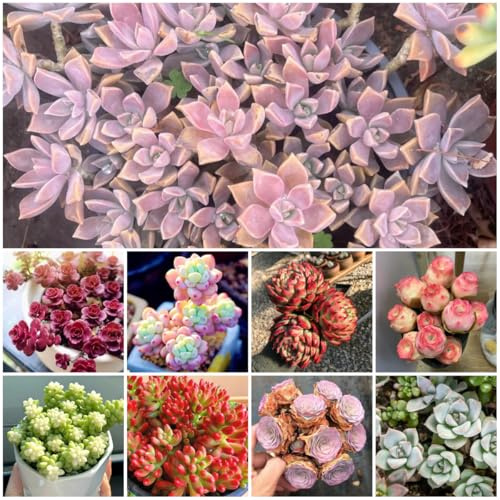 suculentas - semillas de rosa de montaña mezclas y suculentas sombra para regalar en el jardín perennes decoración otoño Decoraciones jardín para 250pcs