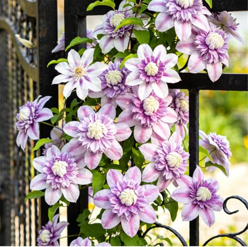 Clemátide rara y resistente - Clemátide trepadora perenne en maceta - Ideal para jardín, balcón y decoración en maceta-15 Rizoma-I