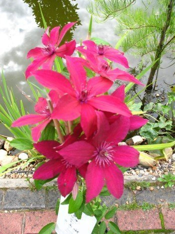 Clematis 'Rüütel' 80 cm, 2 L Container – Winterhart, Mehrjährig, Pflegeleicht – Waldrebe – Kletterpflanze für Pergola & Rankhilfe