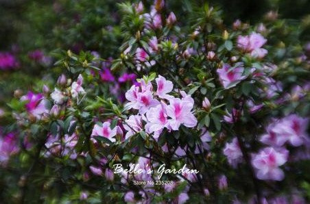 Seeds 50 PC/Variety Bag Azalea Seeds, Beautiful Flower Plant House Garden Flowers in vase Seeds Interior Bonsai Seeds 9: Only Seeds