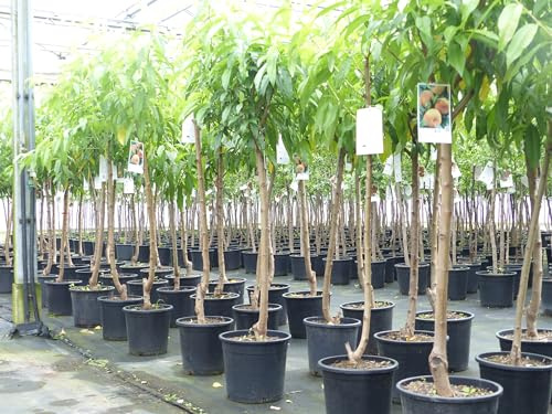 gruenwaren jakubik Plattpfirsich Pfirsich 170-180 cm Pfirsichbaum Prunus persica var. platycarpa