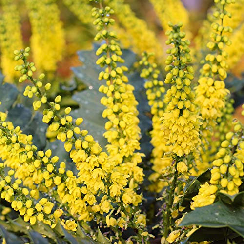 Mahonia Media 'Charity' Oregon Grape Evergreen Outdoor Garden Shrub Plant in Pot (9cm Pot, 20-30cm)