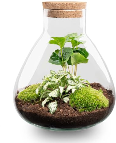 urbanjngl - Planten Terrarium Sammie Coffea – 27 cm hoch, selbstregulierendes Ökosystem für Pflanzen, ideal für Zuhause oder Büro, dekorativ und pflegeleicht.