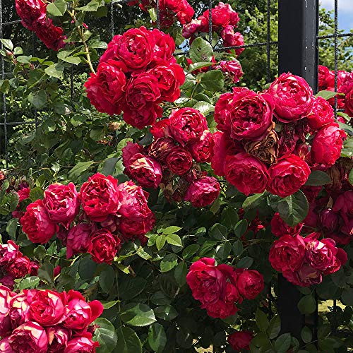 Heirloom Climbing Roses, Live Own Root Plant for Outdoor Garden, Arborose® Florentina, Moderately Fragrant, Hardiness Zones 5-10, Continual Blooming