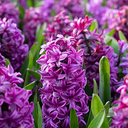 3 x Hyacinthus orientalis Miss Saigon- Bulbous Perennial - Compact Violet Purple Blooms - Looks Brilliant - Sweet Scented - for Your Beautiful Garden
