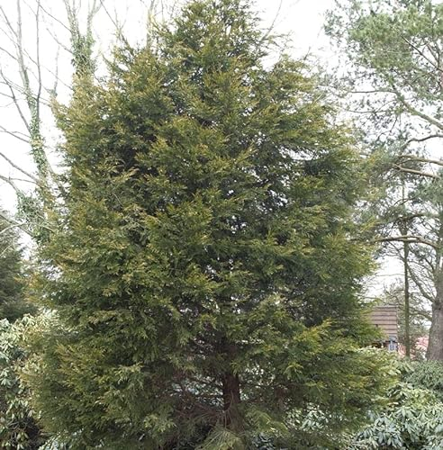 Gelbe Leyland Zypresse Castlewellan Gold 125-150cm - Cupressocyparis leylandii - lebende Gartenpflanze aus den Baumschulen