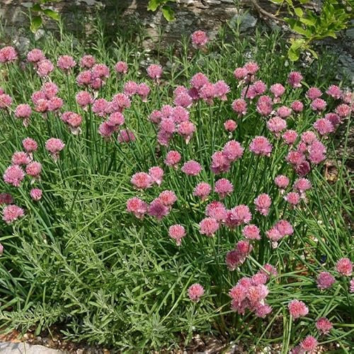 Chives - (Allium schoenoprasum) Perennial Herb Plants for Planting Indoor and Garden, Grow Your own Chive Plant: Herb by Park Farm Plants (6 x Plug Plants)