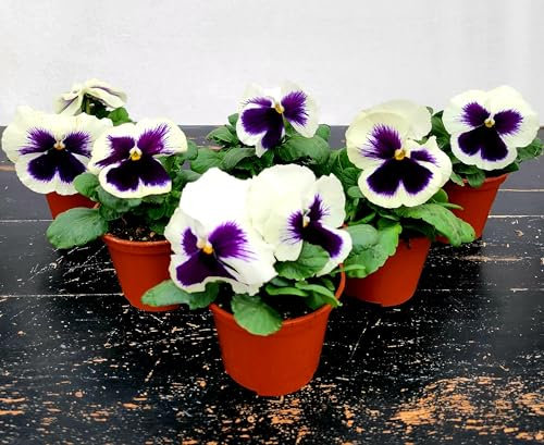 POWERS TO FLOWERS - VIOLE DEL PENSIERO, VIOLA PANSE', VIOLA A FIORE GRANDE BIANCO CON OCCHIO, VASO 10,5 CM DIAMETRO, SET 6 PIANTE, piante vere