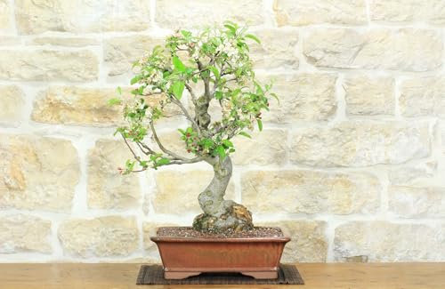 Bonsai di Melo selvatico (131)