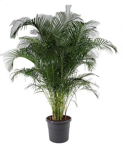 Dypsis lutescens Goldfruchtpalme Zimmerpflanze 150 cm