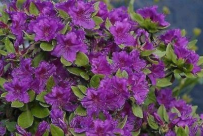 Portal Cool Azalea Japonica Geisha Viola