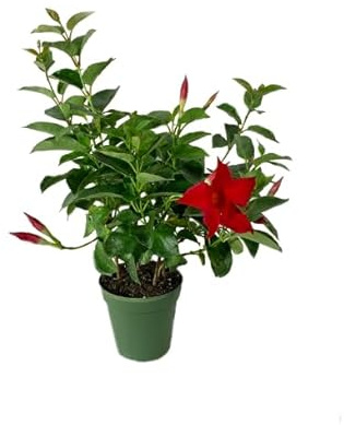 Mandevilla Roja Natural Planta Trepadora para Jardines Resplandecientes