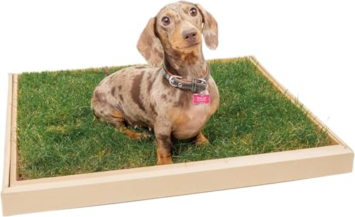 Oui Oui Patch Real Grass Dog Toilet for Puppies – Eco-Friendly, Compostable Puppy Potty | Natural Alternative to Pee Pads & Fake Grass | Toilet Train Your Puppy in Just 7 Days