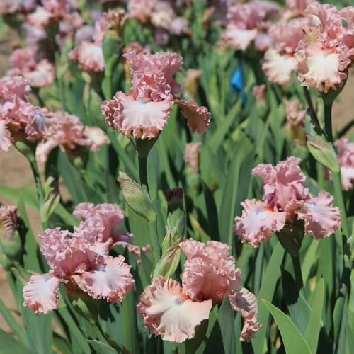 Bulbos de iris perennes resistentes, cubre el suelo 10pcs