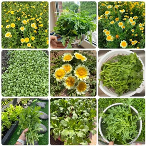semi di crisantemo commestibili, semi di esotiche crisantemo Coronarium, da balcone resistenti Le perenni sono vecchi 600pcs