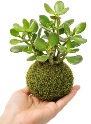 Kokedama Planta de Jade DECOALIVE Ideal para Interior