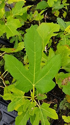 Ficus carica 'Dame Blanche' / Figuier 'Dame Blanche' / Conteneur de 3 à 4 litres/Touffe