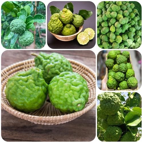 Semi di tiglio, da giardino semi di Citrus hystrix, biologici da nani gli da colonnari sono 30pcs