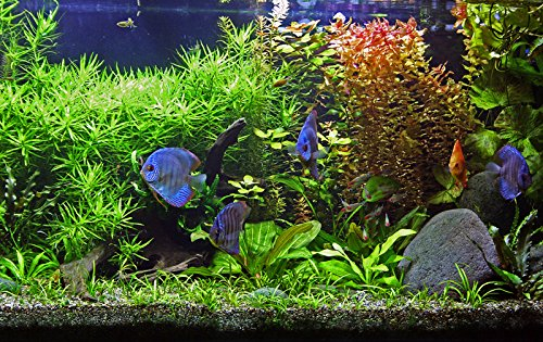 Zoomeister - Pflanzen-Set FÜR DISKUS-Becken - 28°C - BIS 400L