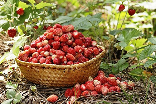 Fragola selvatica fragolaMignonette, fragola alpina, fragola dei Carpazi, fragola europea, fraisier des bois - semi