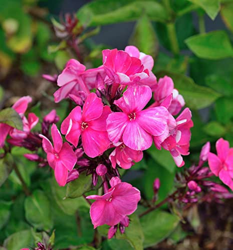 Hohe Flammenblume Aureole - Phlox Paniculata - lebende Gartenpflanze aus den Baumschulen