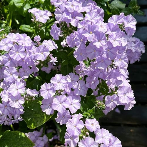 semillas Phlox de alfombra - flox subulata jardín interior balcón jardín trepadora silvestres balcón invernaderos decoraciones 900pcs