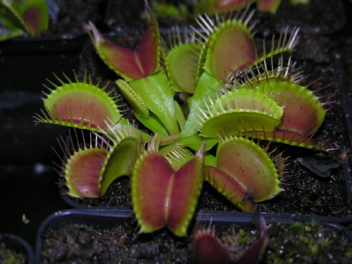 CARNIVOROUS PLANT - VENUS FLY TRAP