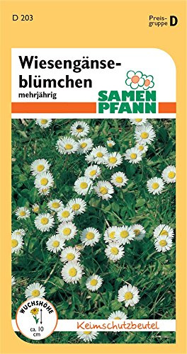 SAMEN PFANN Margaritas, Margarita - Semillas de flores (Bellis perennis)