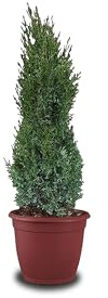 Tropictrees Cypres d'Italie Rustique - Cupressus Semperviren avec 100 cm de Hauteur - Véritable Arbre pour l'intérieur et l'extérieur - Plante Exterieur Jardin en Pot