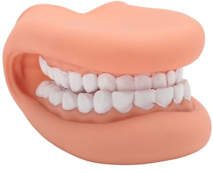 Marioneta de Boca de 28 Dientes con Lengua, Tratamiento de Tarjetas de Señales de Sonido de Habla Bjorem de Silicona, Modelo de Dientes de Demostración para Enseñanza de Niños